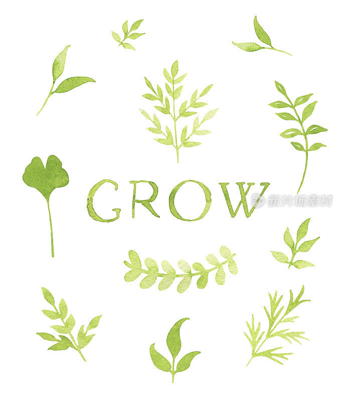 美丽的set with grow letters and green leaves